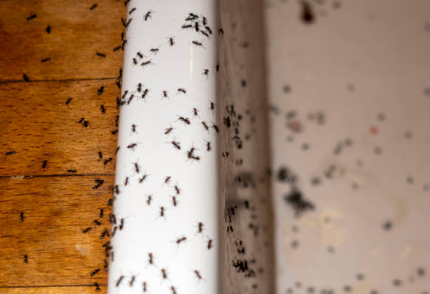 Best Local Pest Control Services  in Oak Harbor, WA